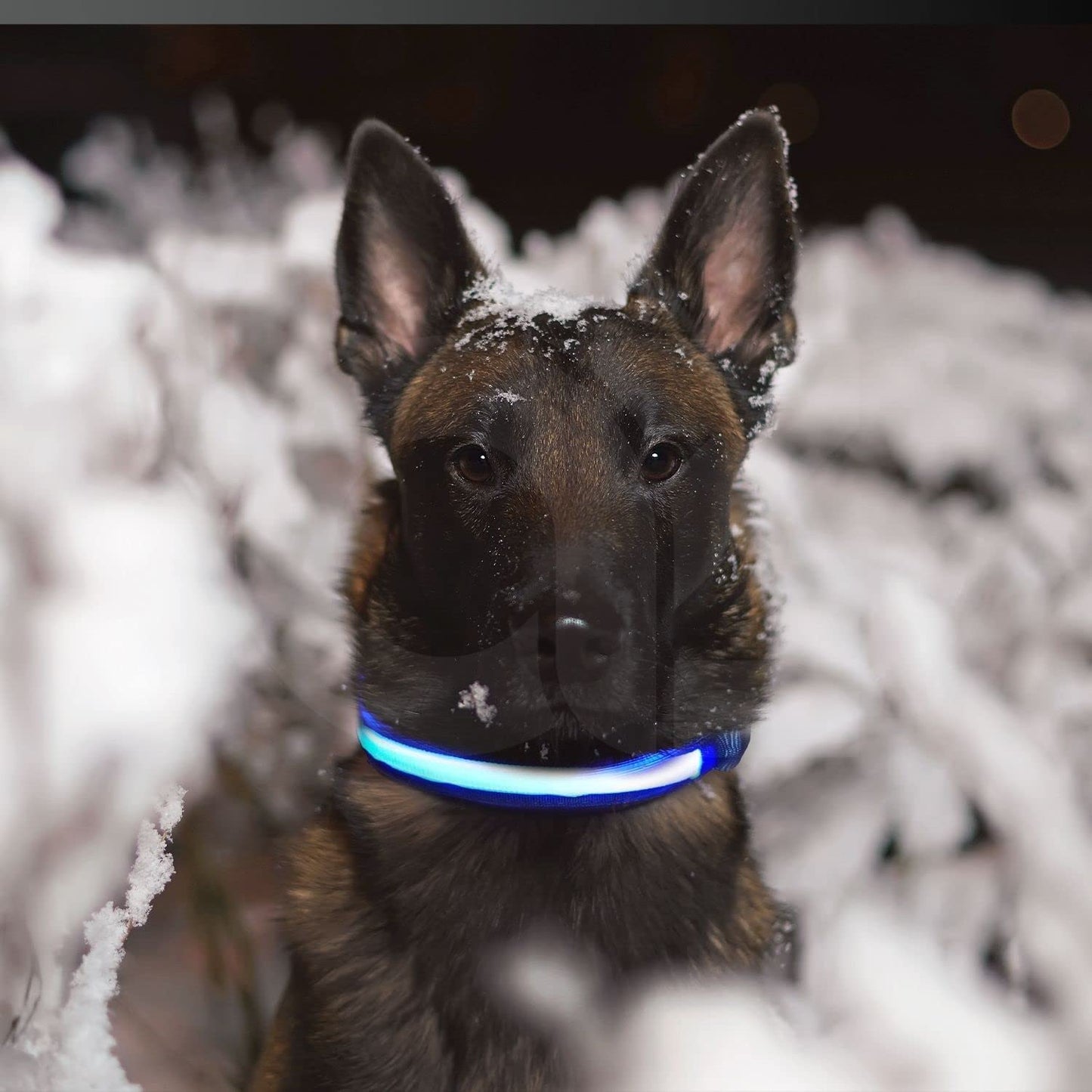 Floofi Solar USB Rechargable LED Dog Collar (L Blue)